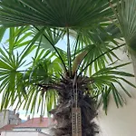 Appartement Du Bonheur - Au Cœur Des Volcans D'auvergne Sur La Route Du Sud Issoire